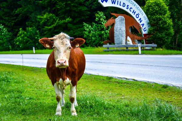 Grossglockner – foto 5